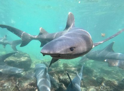 snorkelin en el tour a la isla daphne